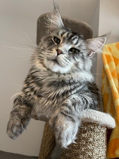 4 obiwan chat maine coon male chatterie d anndakriss christine bouvier eleveuse