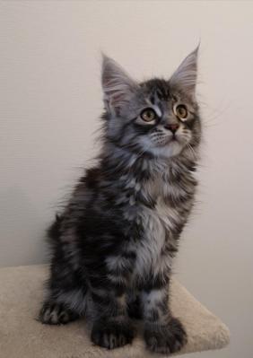 9 1 chaton maine coon ouragane et ovni eleveur chatterie d anndakriss christine bouvier