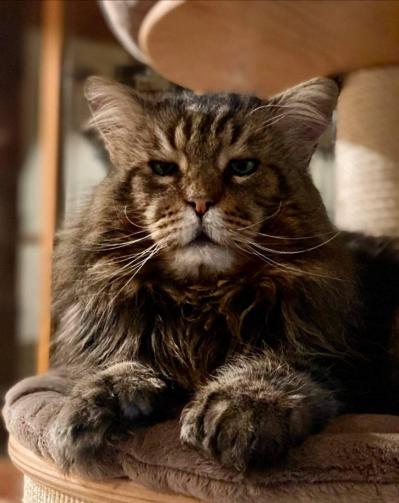 10 gudrun lovely boy du clos mauralie chat maine coon male chatterie d anndakriss christine bouvier eleveur