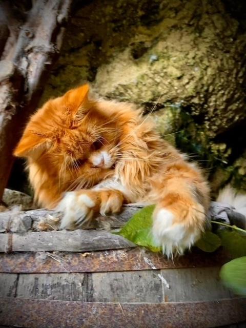 10 nessy pp des troglodytes anjou chat maine coon male chatterie d anndakriss christine bouvier eleveur