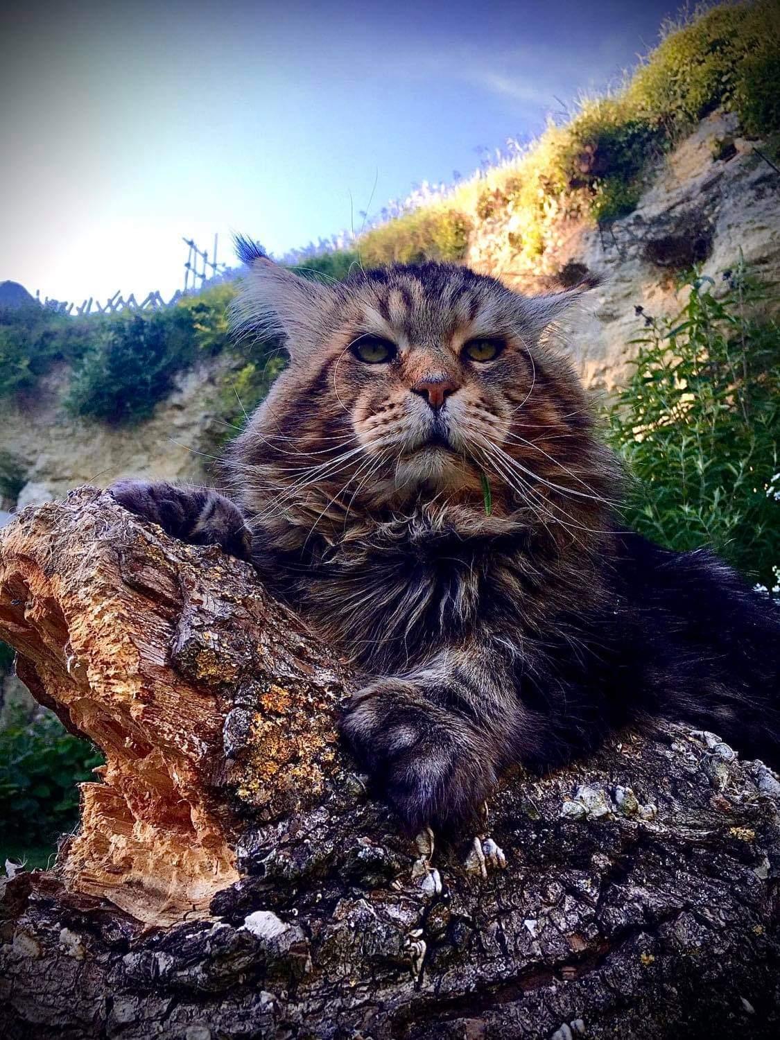 2 gudrun lovely boy du clos mauralies chat maine coon male chatterie d anndakriss christine bouvier eleveur