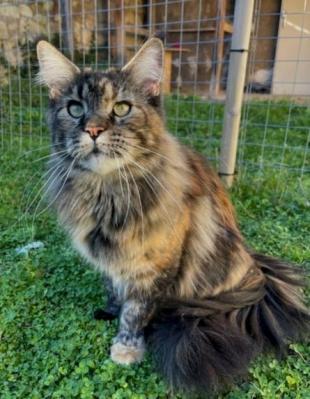 2 ondine chat maine coon femelle chatterie d anndakriss christine bouvier eleveur