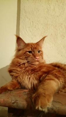 3 cosmopolitan chat maine coon male chatterie d anndakriss christine bouvier eleveur