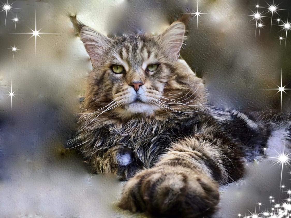 3 gudrun lovely boy du clos mauralies chat maine coon male chatterie d anndakriss christine bouvier eleveur