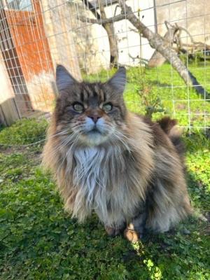 3 just dior chat maine coon femelle chatterie d anndakriss christine bouvier eleveur