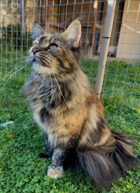 3 ondine chat maine coon femelle chatterie d anndakriss christine bouvier eleveur