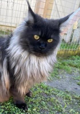 3 opra chat maine coon femelle chatterie d anndakriss christine bouvier eleveur