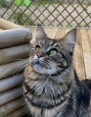 3 ouragane chat maine coon femelle chatterie d anndakriss christine bouvier eleveur