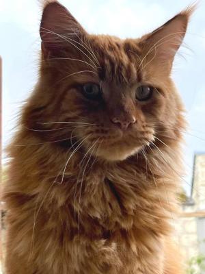 4 cosmopolitan chat maine coon male chatterie d anndakriss christine bouvier eleveur