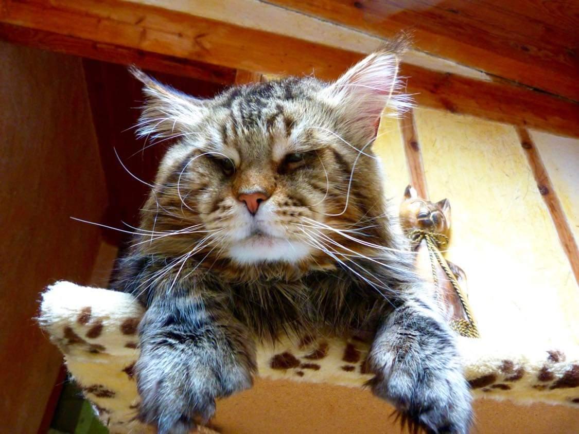4 gudrun lovely boy du clos mauralies chat maine coon male chatterie d anndakriss christine bouvier eleveur