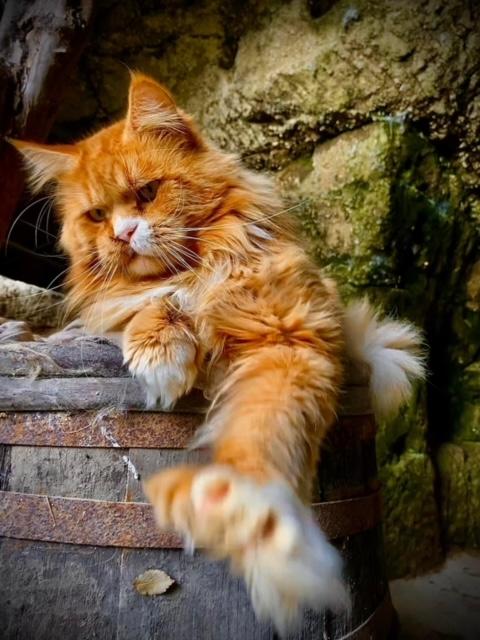 4 nessy pp des troglodytes anjou chat maine coon male chatterie d anndakriss christine bouvier eleveur