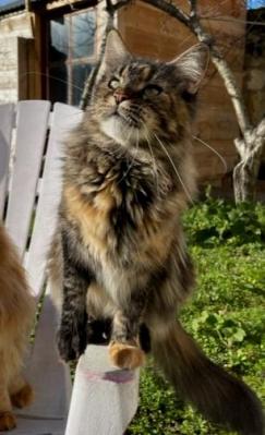 4 ondine chat maine coon femelle chatterie d anndakriss christine bouvier eleveur