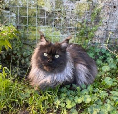 4 opra chat maine coon femelle chatterie d anndakriss christine bouvier eleveur