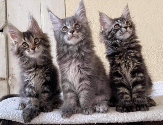 5 bebes chatons maine coon mariage linth des troglodytes anjou avec opra du bois cody christine bouvier eleveur