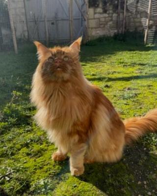 5 cosmopolitan chat maine coon male chatterie d anndakriss christine bouvier eleveur