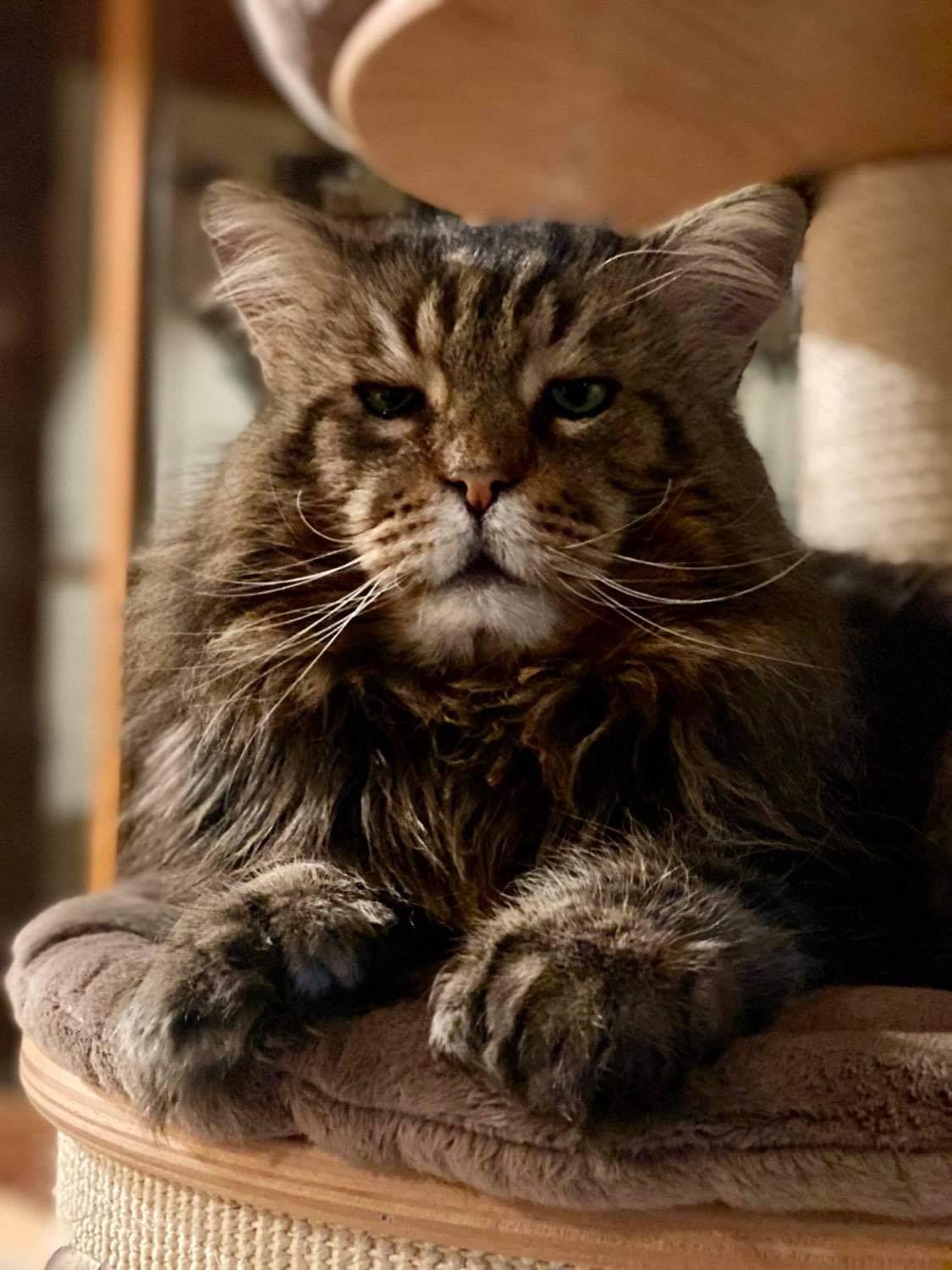 5 gudrun lovely boy du clos mauralies chat maine coon male chatterie d anndakriss christine bouvier eleveur