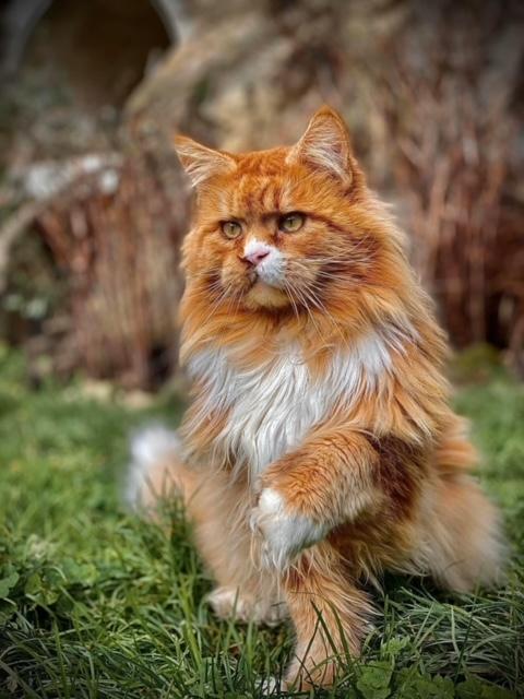 5 nessy pp des troglodytes anjou chat maine coon male chatterie d anndakriss christine bouvier eleveur