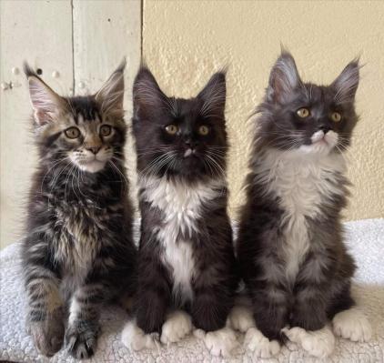 6 bebes chatons maine coon mariage linth des troglodytes anjou avec opra du bois cody christine bouvier eleveur