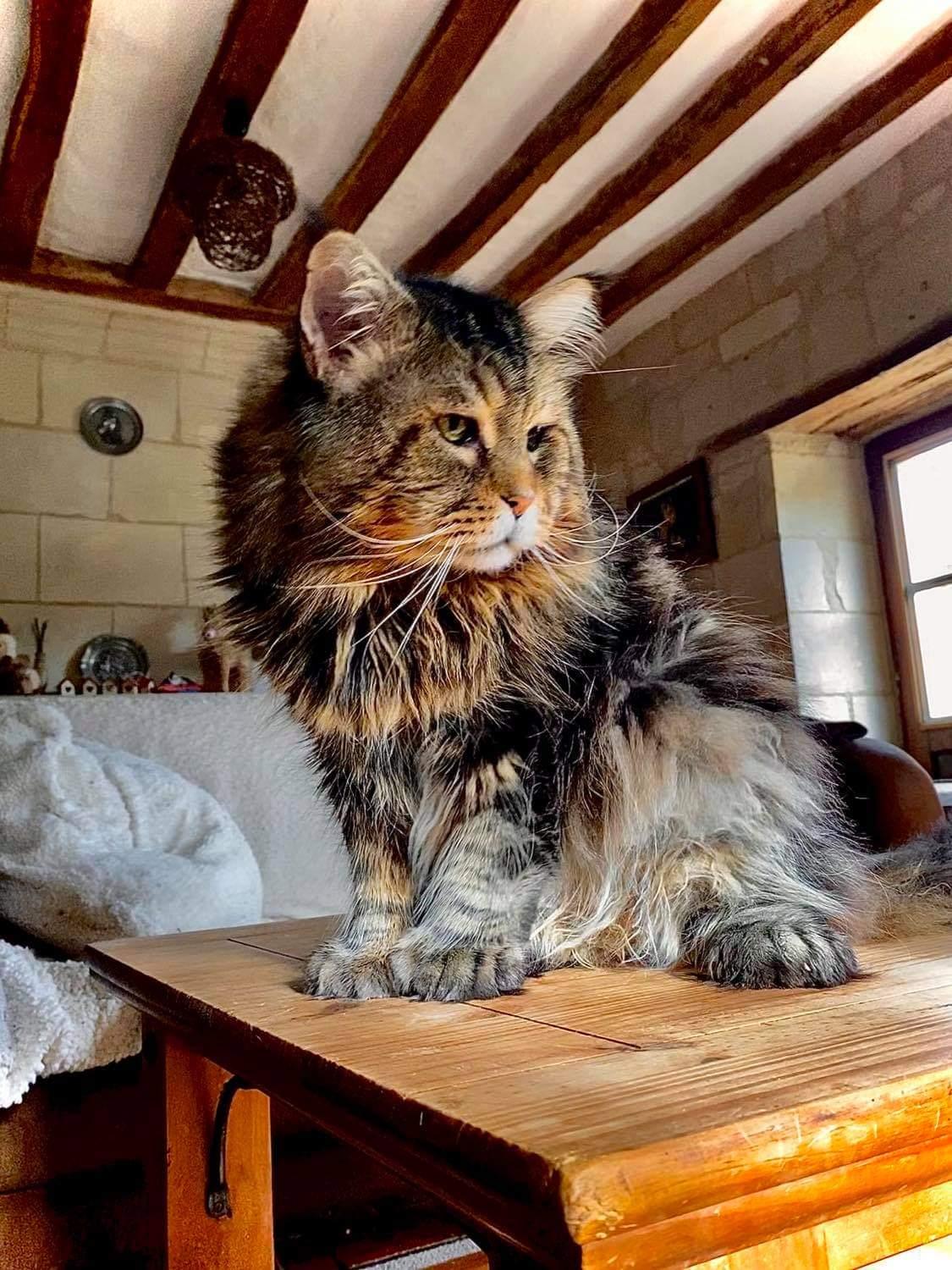6 gudrun lovely boy du clos mauralies chat maine coon male chatterie d anndakriss christine bouvier eleveur