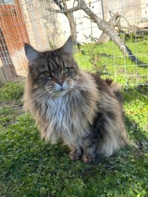 6 just dior chat maine coon femelle chatterie d anndakriss christine bouvier eleveur