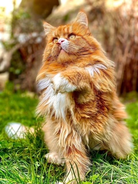 6 nessy pp des troglodytes anjou chat maine coon male chatterie d anndakriss christine bouvier eleveur