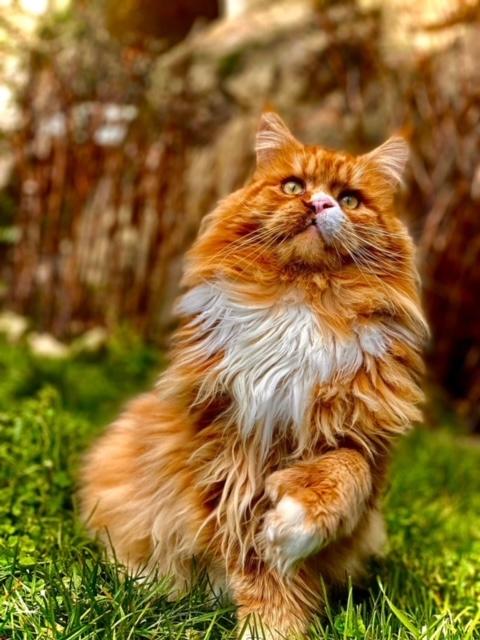 7 nessy pp des troglodytes anjou chat maine coon male chatterie d anndakriss christine bouvier eleveur