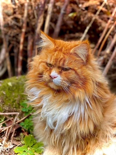 8 nessy pp des troglodytes anjou chat maine coon male chatterie d anndakriss christine bouvier eleveur