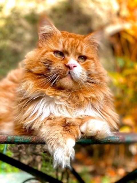 9 nessy pp des troglodytes anjou chat maine coon male chatterie d anndakriss christine bouvier eleveur