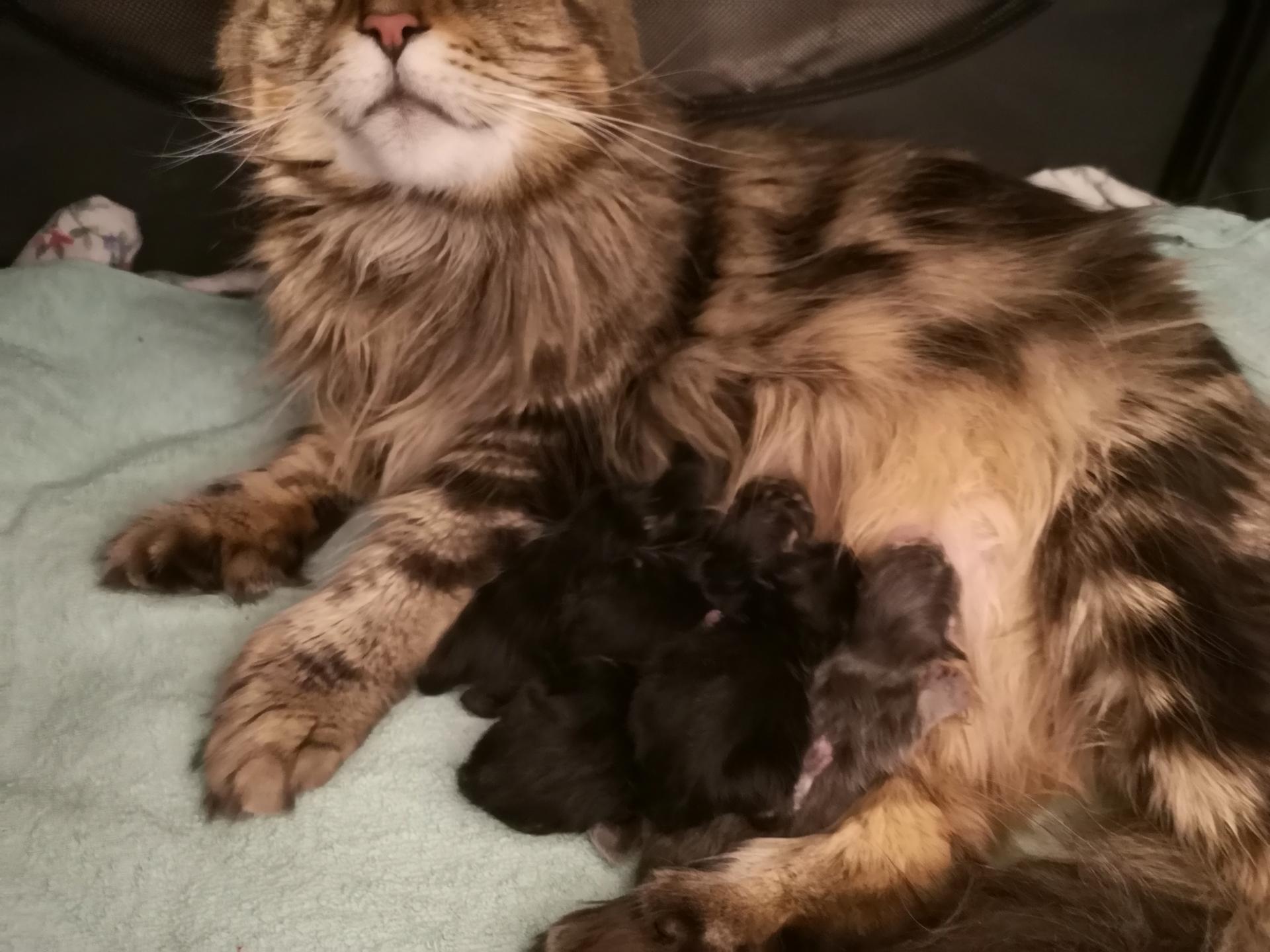 Chatons maine coon milady et ovni 2