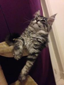 Largo 3 chaton maine coon male black silver mackerel tabby