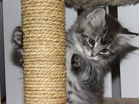 Largo 4 chaton maine coon male black silver mackerel tabby