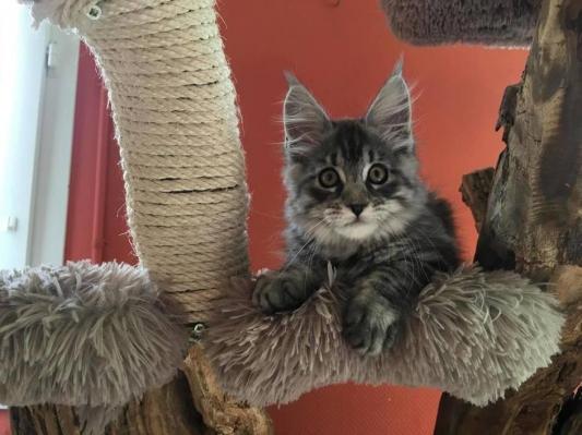 Mogwai chaton maine coon elevage anndakriss christine bouvier eleveur